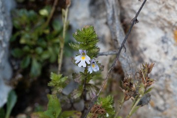 Flowers of the eyebright Euphrasia salisburgensis