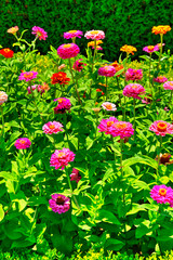 Beautiful view with blooming flowers in the botanical garden