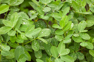 Green peanut leaves with dew drops close-up