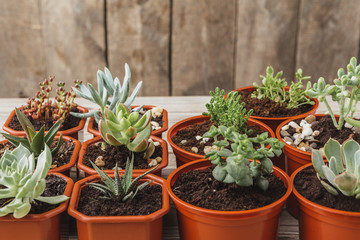 mini green succulent house plants in brown plastic pots