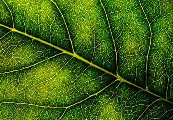 Background image of a leaf of a tree close up. A green leaf of a tree is a big magnification. Macro shooting.