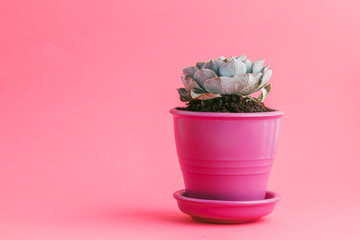 Succulent plants on pastel pink background. Flat lay.