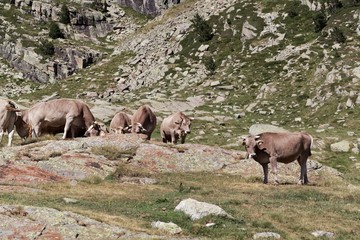 Cows at the pasture in the Pyrenees