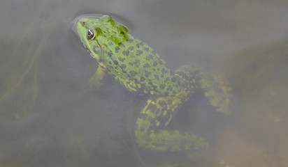 Obraz premium A green frog that peeps out of the water. Frog Peeps out of the pond