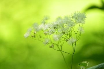 カラマツソウの花