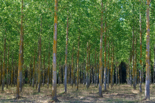 Populus canadensis. Bosque de chopo canadiense. Chopera. Ribera R&iacute;o &Oacute;rbigo, Le&oacute;n, Espa&ntilde;a.