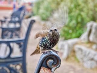 Starling 