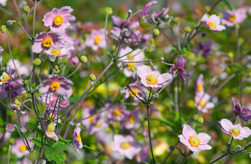 Herbst-Anemone