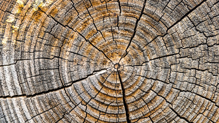 Ancient wood texture