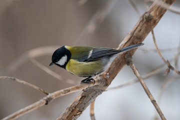 Great Tit, Parus major in the natural environment in the winter. Novosibirsk region, Russia.