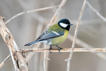 Great Tit, Parus major in the natural environment in the winter. Novosibirsk region, Russia.