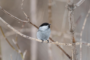 Willow Tit, Black-capped Chickadee, Parus montanus in the natural environment in the winter. Novosibirsk region, Russia.