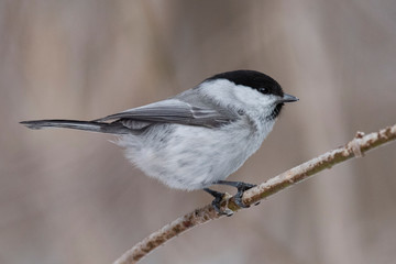 Willow Tit, Black-capped Chickadee, Parus montanus in the natural environment in the winter. Novosibirsk region, Russia.