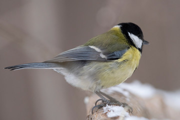 Great Tit, Parus major in the natural environment in the winter. Novosibirsk region, Russia.