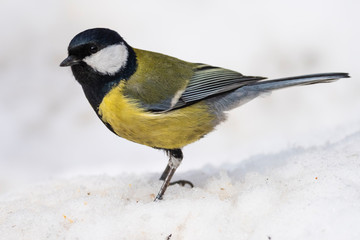 Great Tit, Parus major in the natural environment in the winter. Novosibirsk region, Russia.