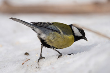 Great Tit, Parus major in the natural environment in the winter. Novosibirsk region, Russia.