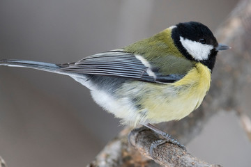 Obraz premium Great Tit, Parus major in the natural environment in the winter. Novosibirsk region, Russia.