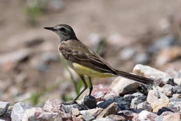 Yellow Wagtail (Motacilla flava) in nature close-up. Novosibirsk region, Russia.