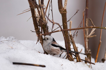 Long-tailed tit (Aegithalos caudatus) in winter. Novosibirsk region, Russia.