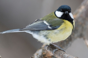 Great Tit, Parus major in the natural environment in the winter. Novosibirsk region, Russia.