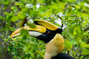 hornbill in wild life breeding station. © satany