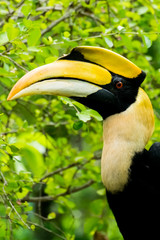 hornbill in wild life breeding station.
