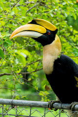 hornbill in wild life breeding station.