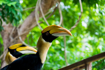 hornbill in wild life breeding station.