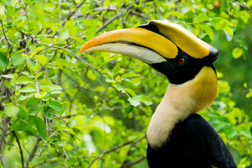hornbill in wild life breeding station.
