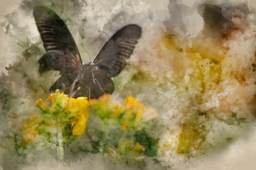 Fototapeta na wymiar Digital watercolor painting of Stunning Scarlet swallowtail butterfly on bright yellow flower with other butterfly flying in background