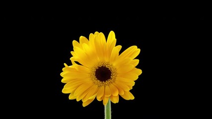 Time lapse of a yellow daisy flower opening up.