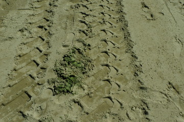 Invading seaweed
