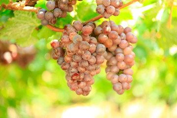 Ripe grapes in fall