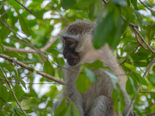 Vervet Monkey in Queen Elizabeth National Park, Uganda