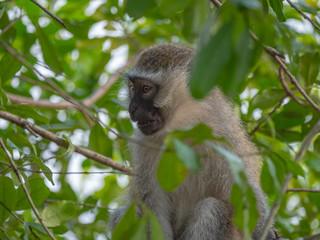 Vervet Monkey in Queen Elizabeth National Park, Uganda
