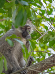 Vervet Monkey in Queen Elizabeth National Park, Uganda