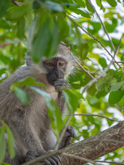 Vervet Monkey in Queen Elizabeth National Park, Uganda