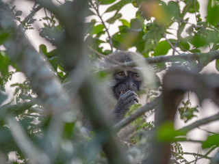 Vervet Monkey in Queen Elizabeth National Park, Uganda