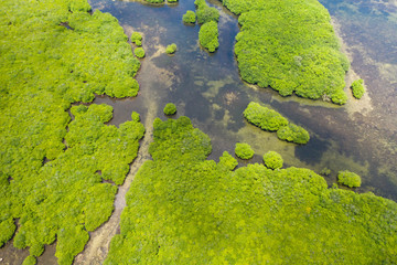 Mangrove forests and rivers, top view. Tropical background of mangrove trees. Philippine nature.