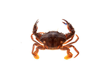 Crab isolated on white background.