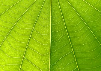 Extreme close up background texture of backlit green leaf veins