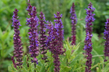 Purple salvia