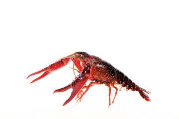 Crayfish