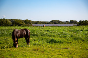 The brown horse eats green grass in the meadow on the bank of the river