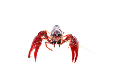 Crayfish