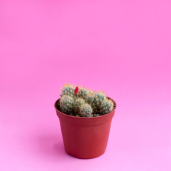 Small homemade cactus on pink background