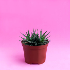 Homemade cactus on pink background