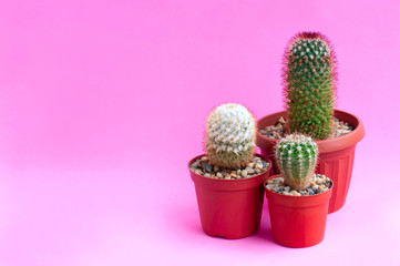 Homemade cacti on pink background