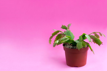 Homemade Christmas cactus on pink background
