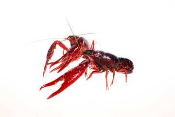 Crayfish